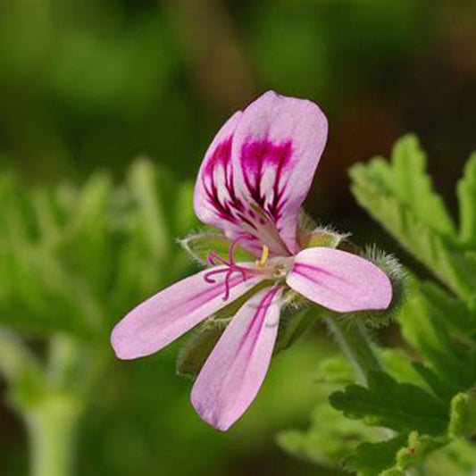 Geranium esential oils for henna paste