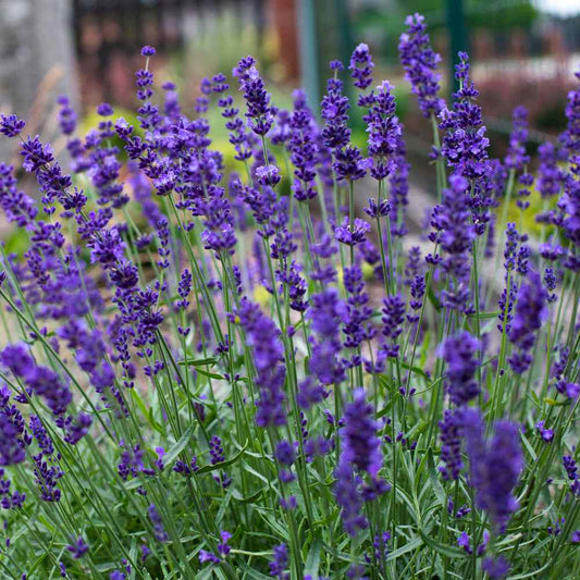 Lavender Essentail Oil